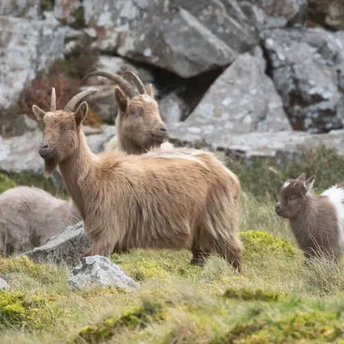 First of its kind research project to be carried out on north Wales goats