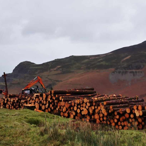 Nant Gwrtheyrn Tree Felling Project